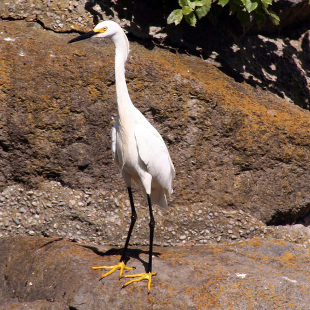 Original photograph of a white egret standing on sunlit rocks